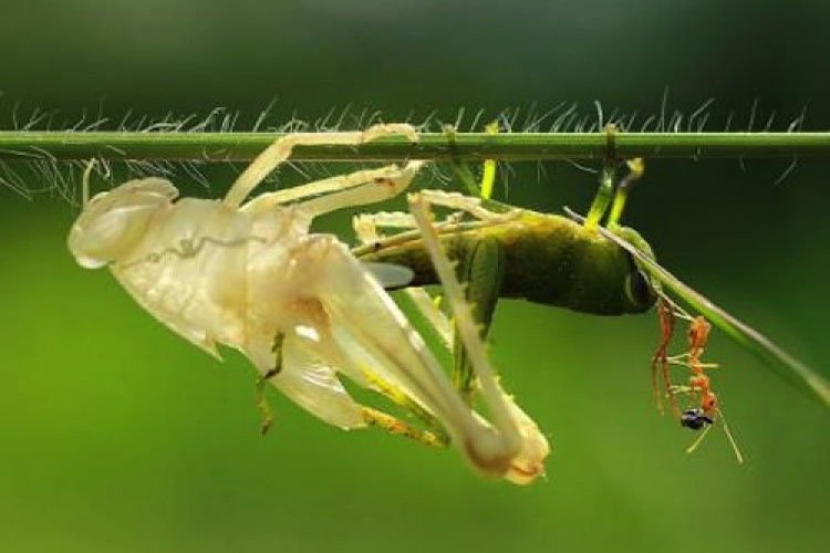 Ba Lần Chuyển Trí