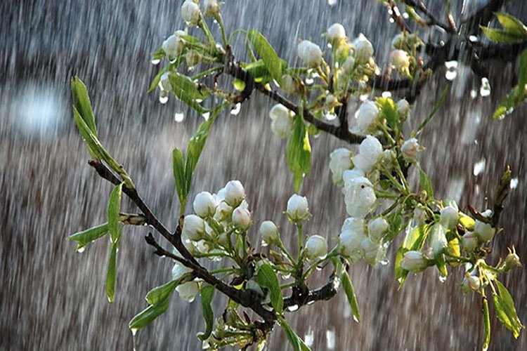 Tản Mạn Trước Giờ Bóng Lăn