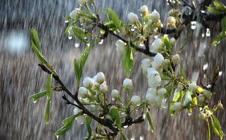 Tản Mạn Trước Giờ Bóng Lăn