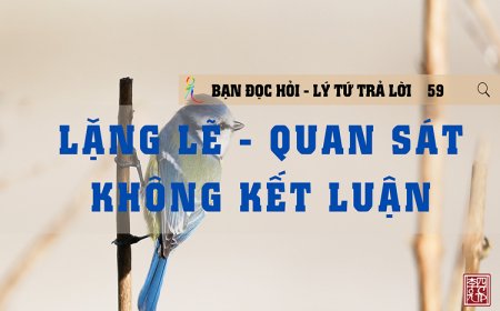 Lặng Lẽ Quan Sát Không Kết Luận