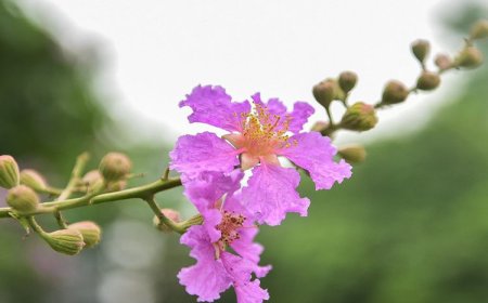Bốn Pháp Giới !!!